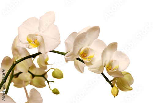 Orchid photo