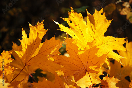 Yellow maple