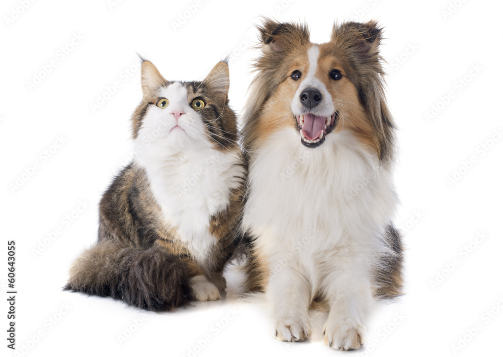 shetland dog and maine coon cat