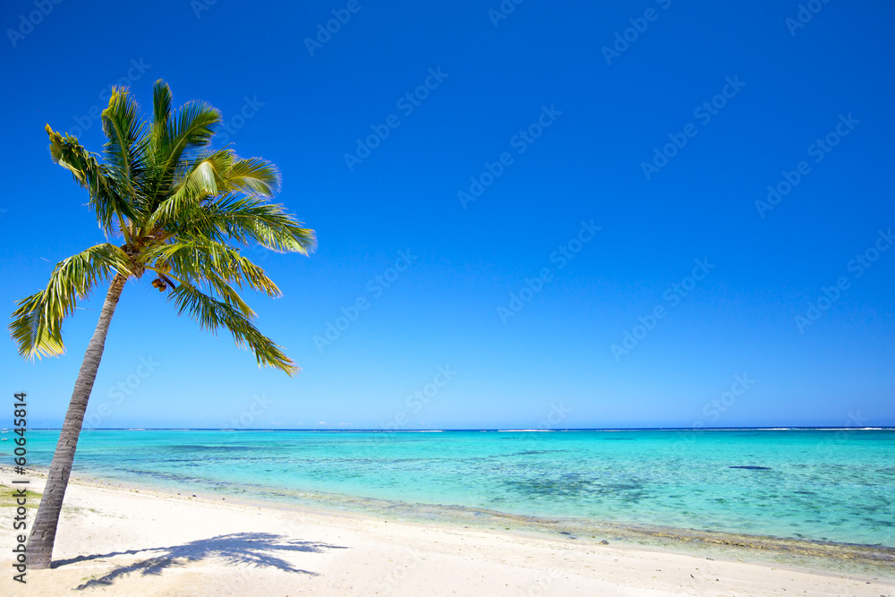 Paradise beach and palm tree in tropical island