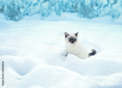 Cat sitting in snow in winter