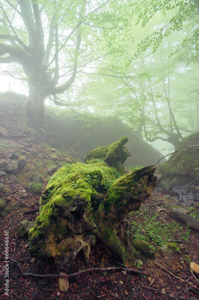 Fototapeta premium wild forest with a dead trunk