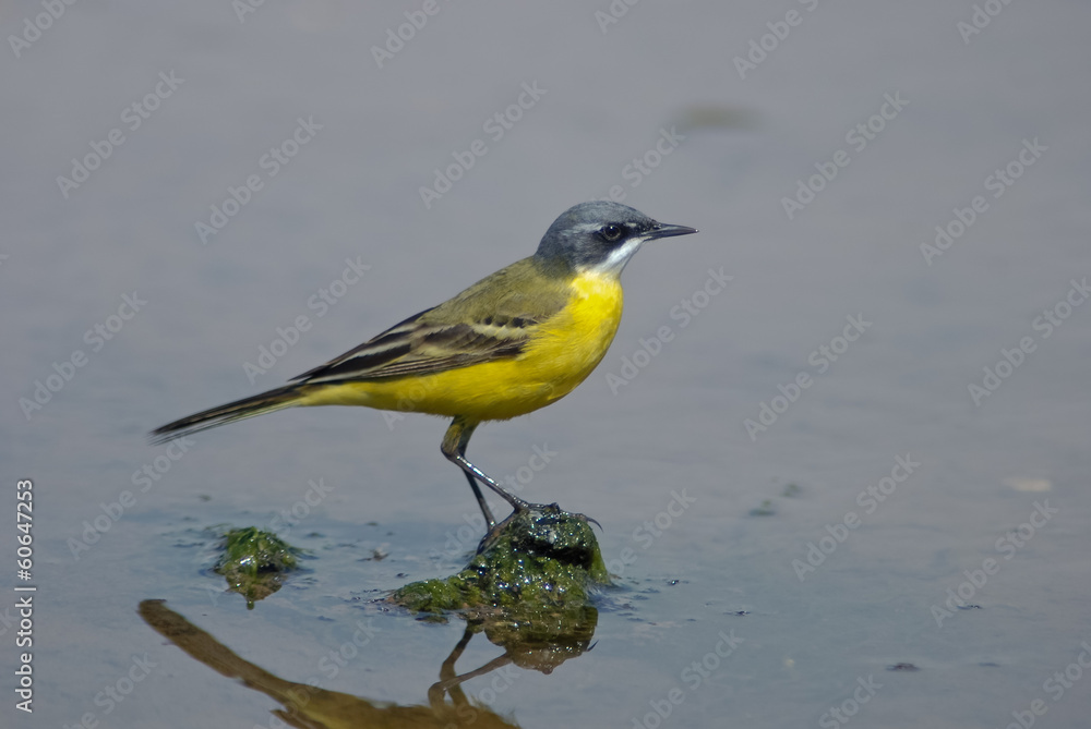 motacilla flava cinereocapilla motacilla flava cinereocapilla