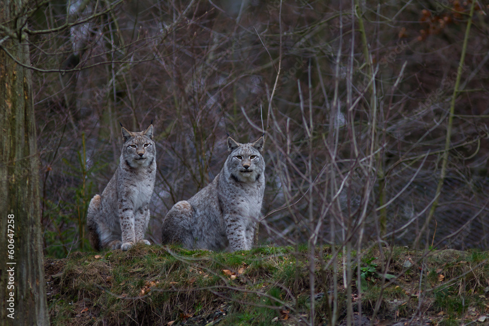 Obraz premium Luchs in seinem Lebensraum