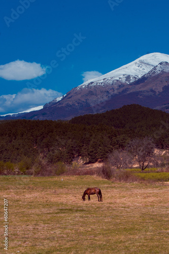 horse grazes on the field on mountain background