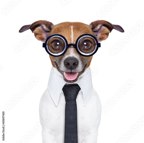 dumb business dog © Javier brosch