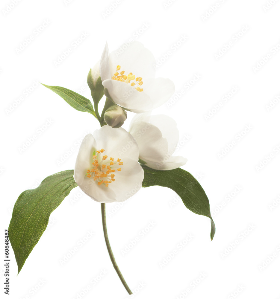 Fototapeta premium Jasmine flowers isolated on a white background