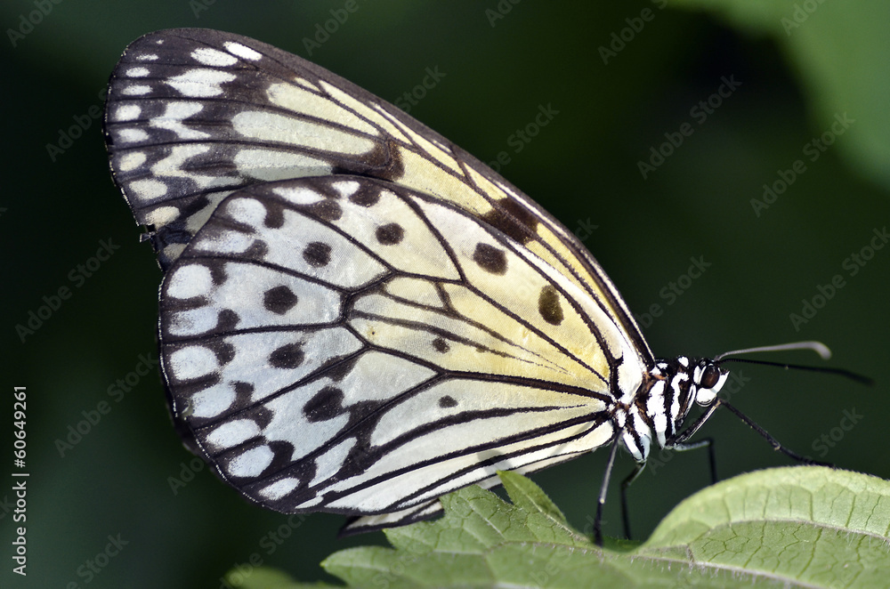 Macro of Paper kite butterfly Idea leuconoe on leaf