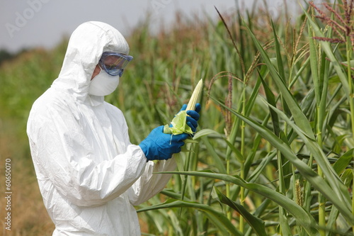 GMO,profesional in uniform examining corn cob on field