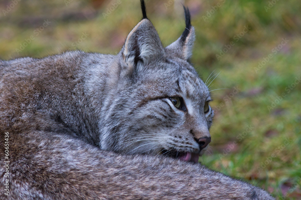 Luchs bei der Fellpflege Luchs bei der Fellpflege