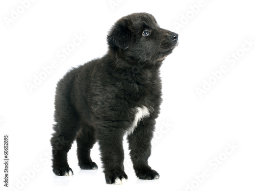 puppy groenendael