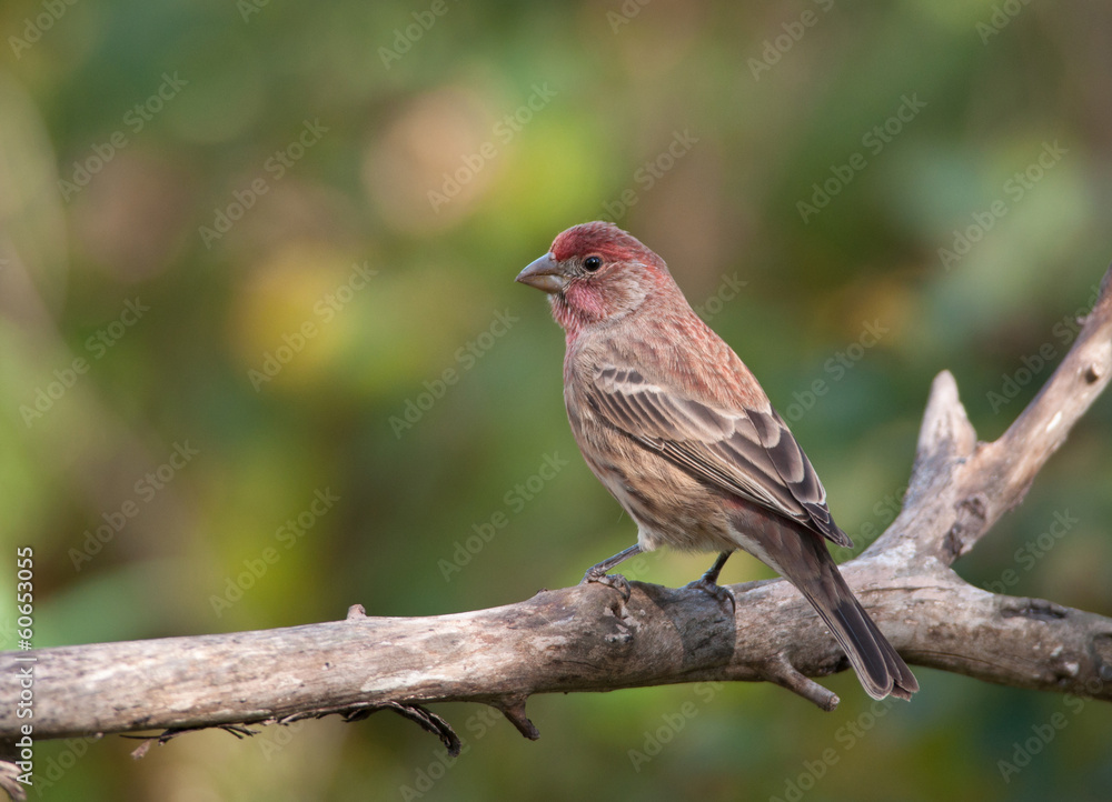 House Finch House Finch