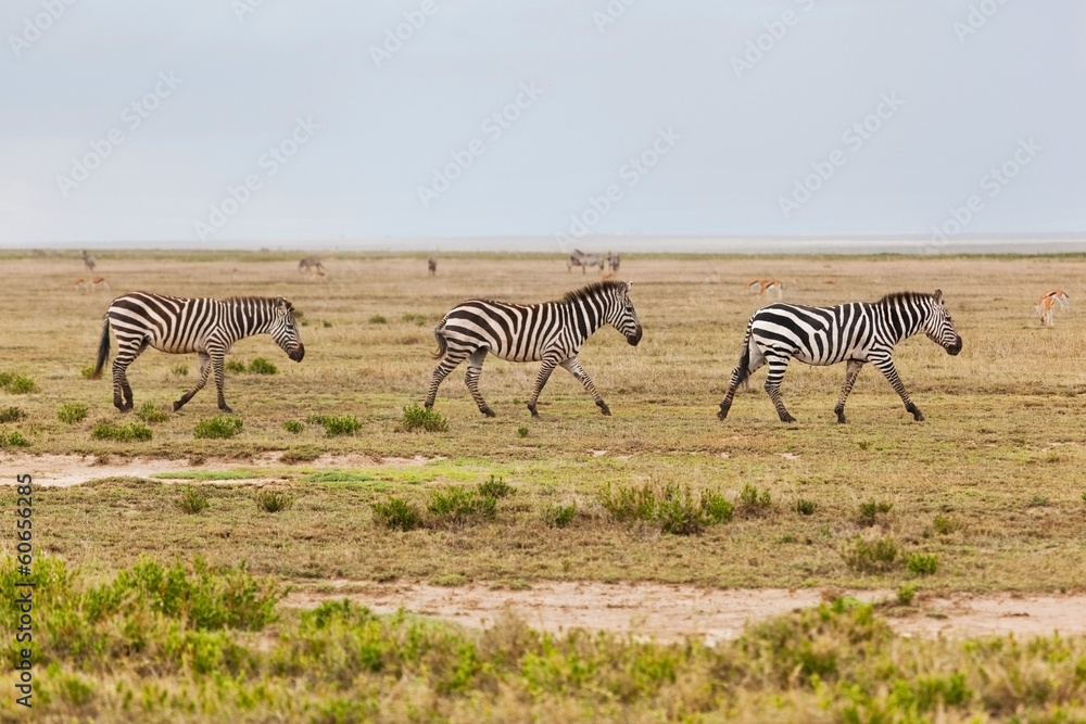 Obraz premium Zebras herd on African savanna