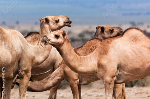 Fototapeta Naklejka Na Ścianę i Meble -  Group of camels in Africa