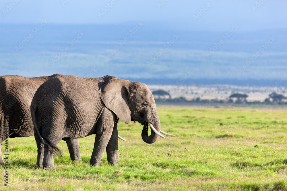 Elephants herd on savanna. Safari in Amboseli, Kenya, Africa