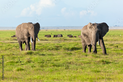 Elephants herd on savanna. Safari in Amboseli  Kenya  Africa