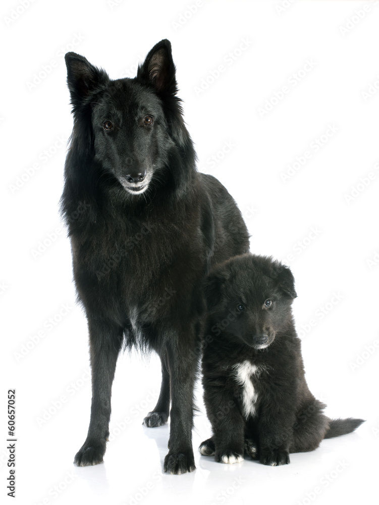 puppy and adult groenendael