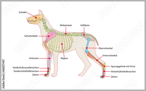 dog skeleton,