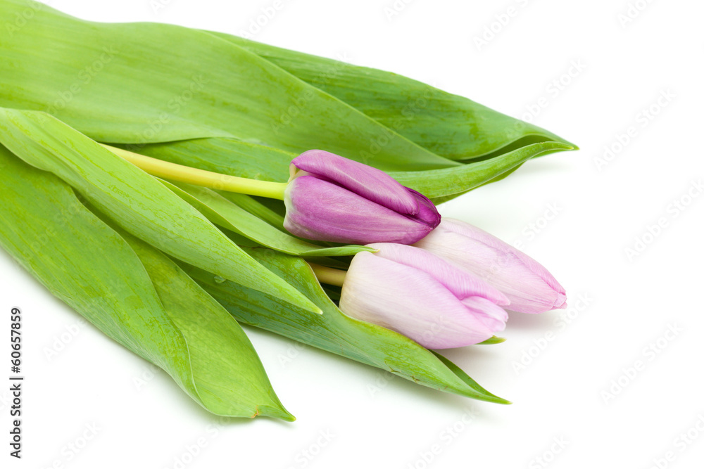 lilac tulips lilac tulips