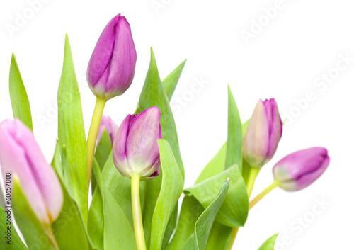lilac tulips