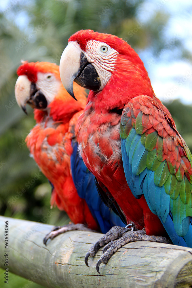 Fototapeta premium Caribbean parrots