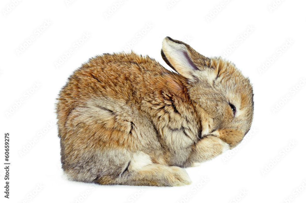 Fototapeta premium Młody królik domowy