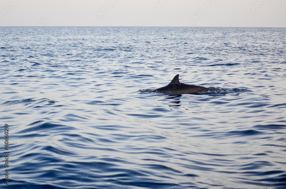 Fototapeta premium Dolphin jumping. Splashing water. Early morning light.