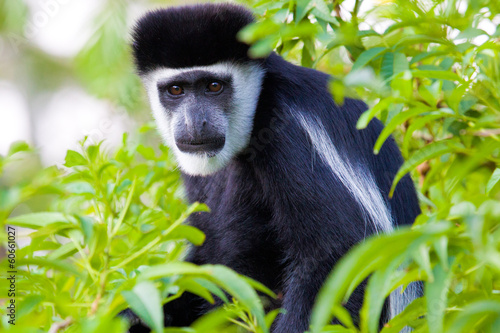 Colobus monkey photo