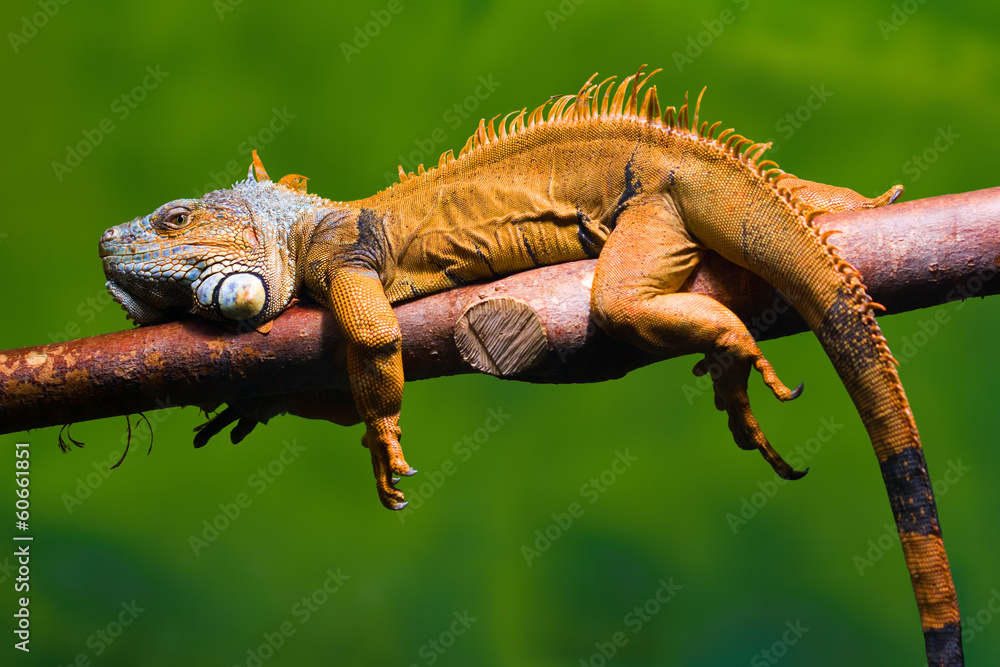 Obraz premium Iguana relaxing on a branch