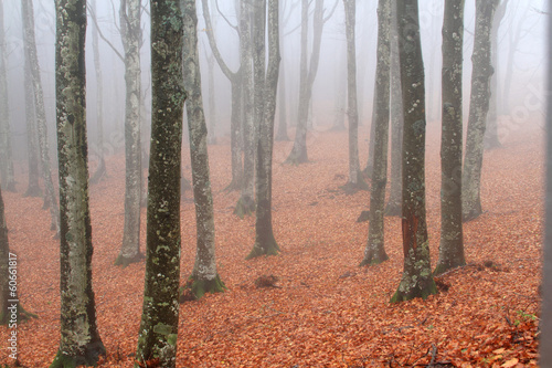 foresta del casentino in autunno photo