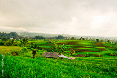 Bali - Jati Luwih Rice Terraces photo