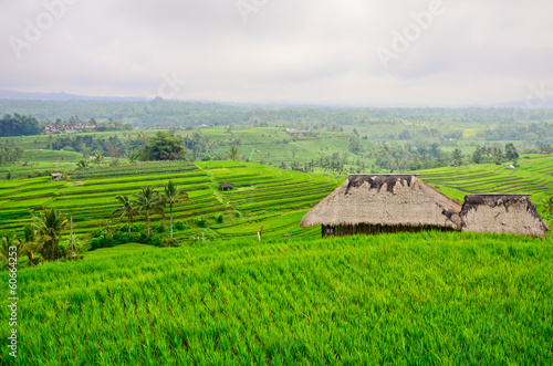 Bali - Jati Luwih Rice Terraces photo