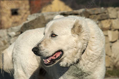 Big white mountain guard dog on rural background