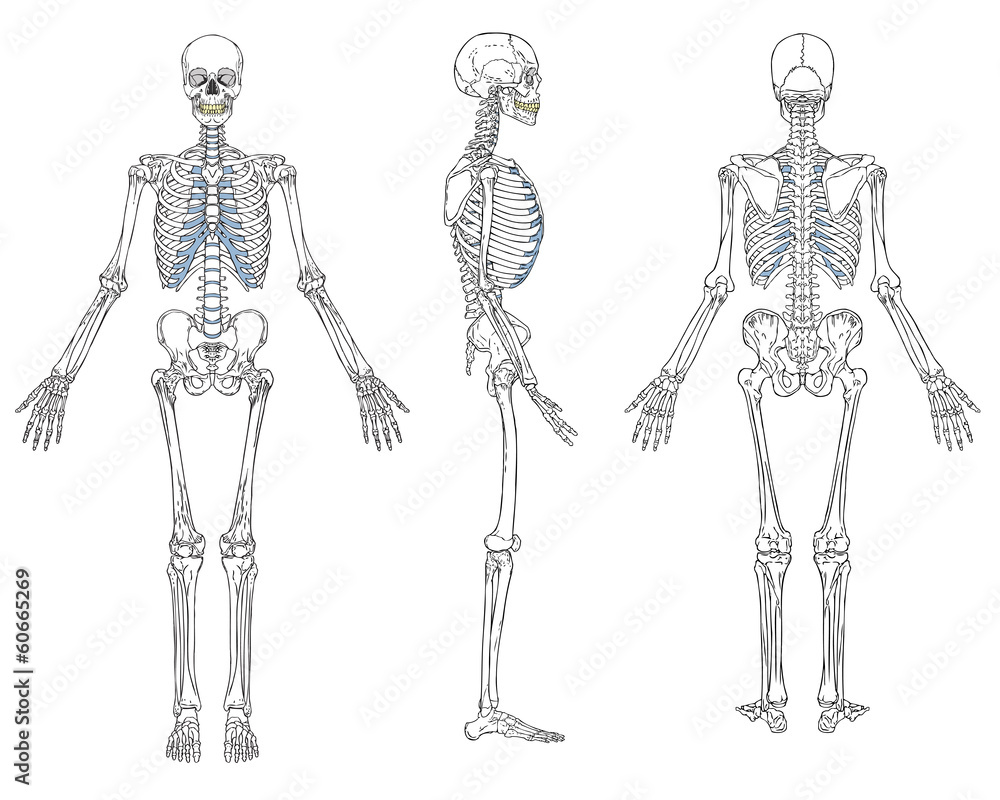 Glasschilderij Menselijk skelet anatomie Vector - Nikkel-Art.be