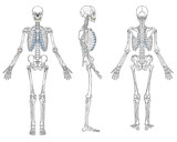 Human Skeleton Anatomy Vector
