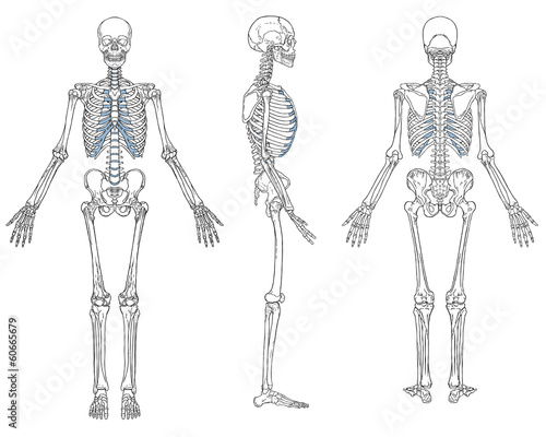 Human Skeleton Anatomy Black and White