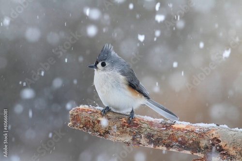 Photography Titmouse in Snow