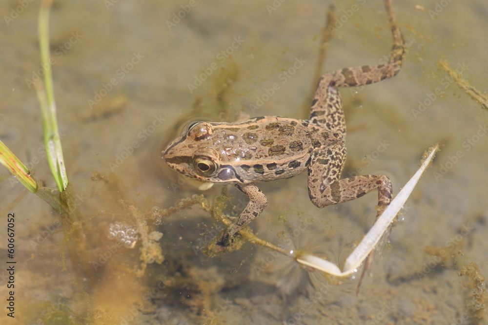 Fototapeta premium Black-spotted Pond Frog or Dark-spotted frog 
