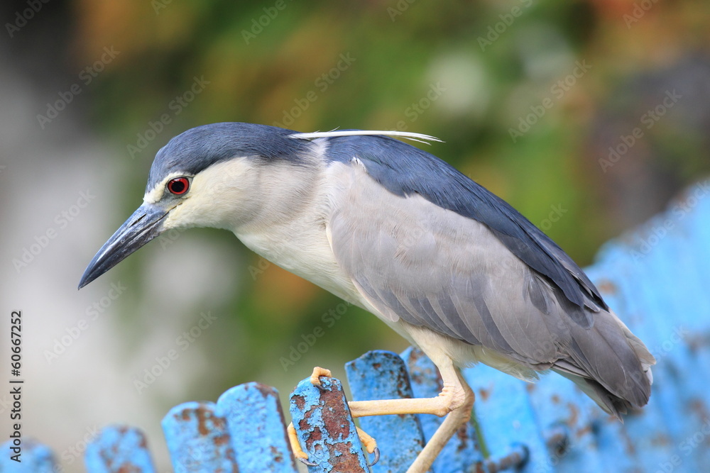Fototapeta premium Black-crowned night heron (Nycticorax nycticorax) in Japan 
