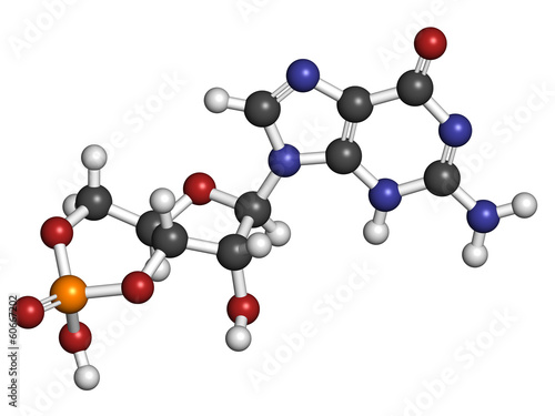 Cyclic guanosine monophosphate (cGMP) molecule.
