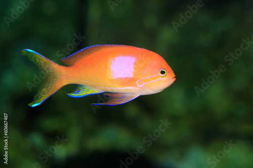 Mirror fairly basslet (Pseudanthias pleurotaenia) in Japan  photo