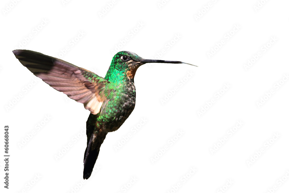 Fototapeta premium Tyrian Metaltail Hummingbird in Ecuador (White background)