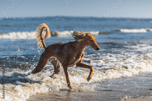 Saluki in the Sea