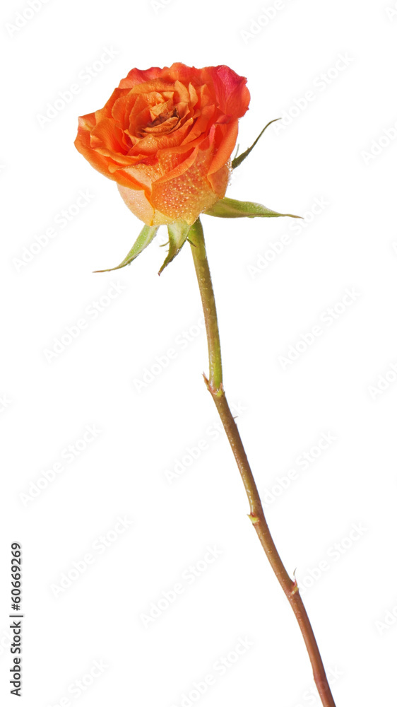 Fototapeta premium Rose isolated on white background.