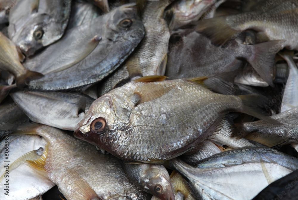fresh fish fresh fish