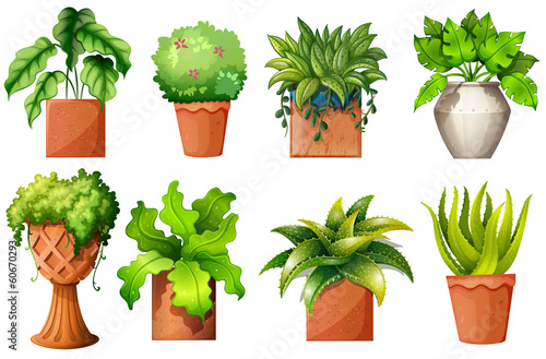 A collection of the different pot plants