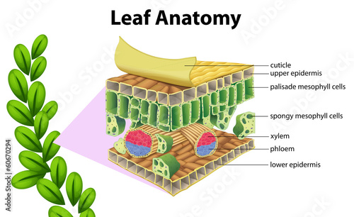 Leaf anatomy photo