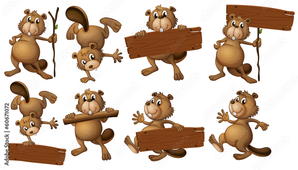 Fototapeta premium A group of beavers with empty wooden boards