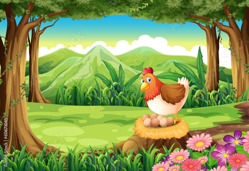 A hen laying eggs at the forest