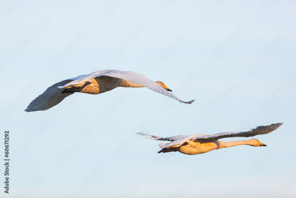 Obraz premium Whooper Swan flying
